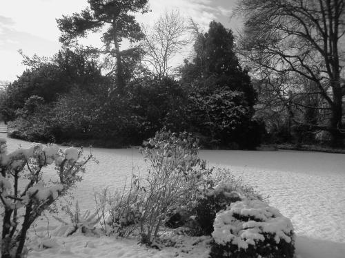 Snow-covered garden 