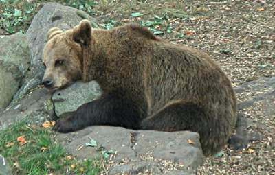 This bear is just as bored of ID cards as you probably are 